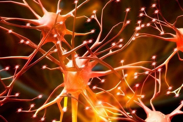 Sistema Nervioso Simpático vs. Parasimpático: El Equilibrio Que Tu Cuerpo&nbsp;Necesita